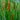 Typha gracilis (Medium reedmace) - Marginal Pond Plants - MPA118
