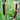 Typha gracilis (Medium reedmace) - Marginal Pond Plants - MPA118