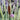 (Typha Latifolia Variegated) - Packs