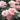Valentine Heart Floribunda Rose 4L (PRE ORDER DECEMBER '25)