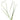 Vallisneria americana var. natans, jungle vallis, live aquarium plant