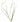 Vallisneria americana var. natans, jungle vallis, live aquarium plant