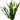 Vallisneria spiralis, tape grass, live aquarium plant