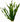 Vallisneria spiralis 'Tortifolia', tape grass, live aquarium plant