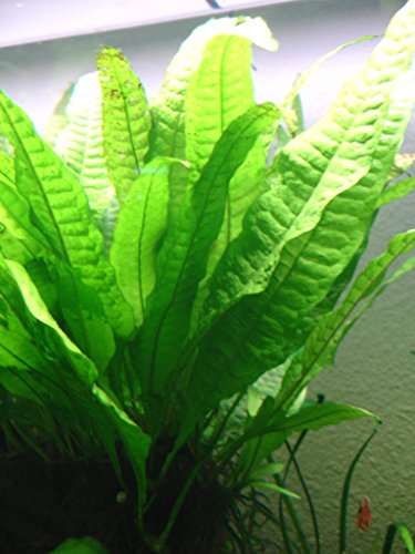 Java Fern Microsorium pteropus Live Aquarium Plants Aquatic Plant Fish ...