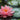 Nymphaea Venusta - 2026