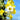 Verbascum 'Carribean Crush' - 2026