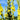 Verbascum 'Densiflorum' - 2026