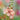 Verbascum 'Jackii' - 2026