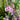 Verbascum 'Pink Domino' - 2026