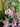 Verbascum 'Pink Domino'