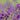 Verbascum phoeniceum - 2026