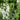 Verbascum phoeniceum 'Flush of White' - 2026