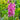 Verbascum phoeniceum 'Rosetta' - 2026