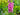 Verbascum phoeniceum 'Rosetta'