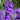 Verbascum phoeniceum 'Violetta' - 2026