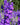 Verbascum phoeniceum 'Violetta'