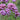 Verbena bonariensis