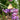 Verbena bonariensis 'Lollipop' - 2026