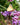 Verbena bonariensis 'Lollipop'