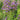 Verbena hastata 'Blue Spires'