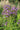 Verbena hastata 'Blue Spires'