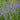 Veronica longifolia - 2026