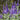 Veronica spicata - 2026