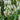 Veronica spicata 'Alba' - 2026