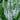 Veronica spicata 'Snow Candles' - 2026