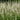 Veronicastrum virginicum 'Album'
