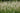 Veronicastrum virginicum 'Album'