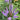 Veronicastrum virginicum 'Cupid'