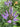 Veronicastrum virginicum 'Cupid'