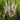 Veronicastrum virginicum 'Erica'