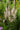 Veronicastrum virginicum 'Erica'