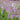 Veronicastrum virginicum 'Fascination'