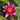 Vesuve Water Lily - Pond Plants - LW25