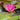 Vesuve Water Lily - Pond Plants - LW25