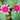 Vesuve Water Lily - Pond Plants - LW25