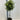 Viburnum tinus Patio Tree 90-100cm