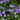 Vinca minor - 2026