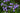 Vinca minor