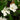 Vinca minor 'Alba' - 2026