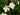 Vinca minor 'Alba'