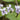 Viola palustris - Marginal Pond Plants - MP142
