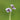 Viola palustris - Marginal Pond Plants - MP142