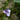 Viola palustris - Marginal Pond Plants - MP142
