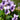 Viola palustris - Marginal Pond Plants - MP142