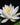 Nymphaea Virginia - 2026